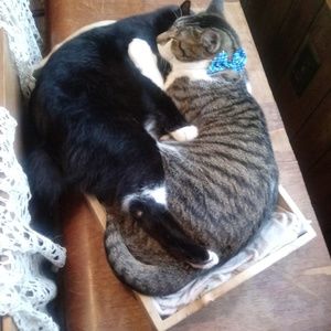 Meet your Posher, Shale